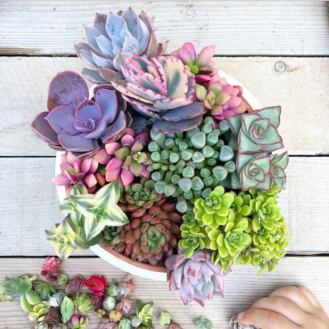 Succulent Plant Seeds