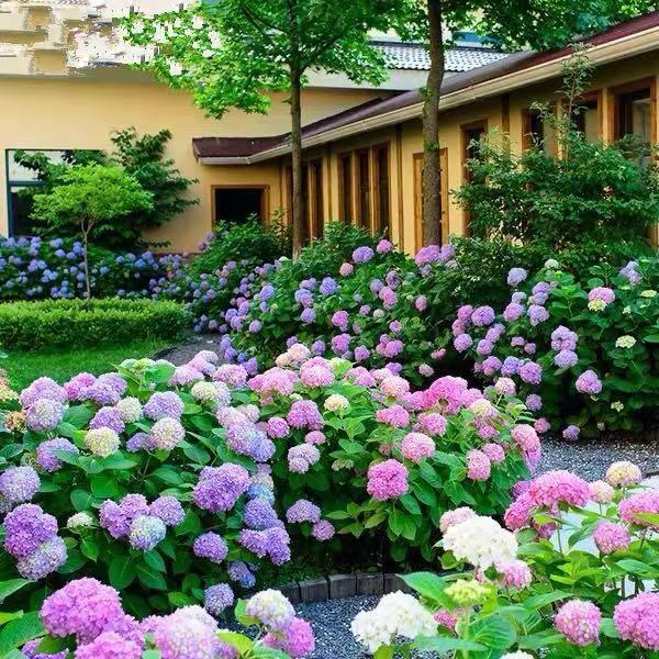 Hydrangea Seed Bonsai Flower Seeds Hydrangea Perennial Garden Home