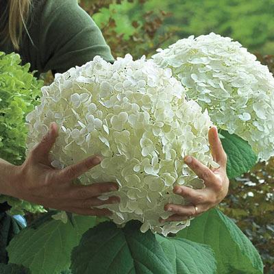 Hydrangea Seed Bonsai Flower Seeds Hydrangea Perennial Garden Home