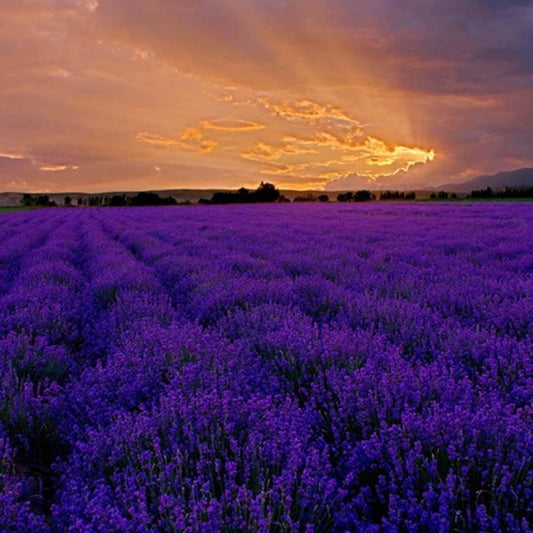 200Pcs Lavender Seeds Fragrant Organic Flower Seeds Home Garden Bonsai Plant