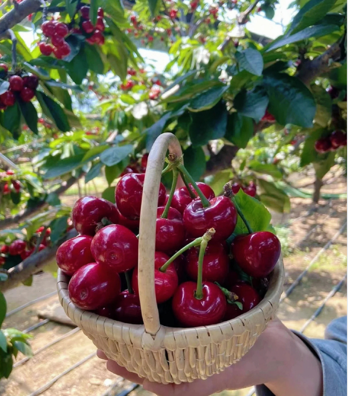 Ruby Cherry Seeds