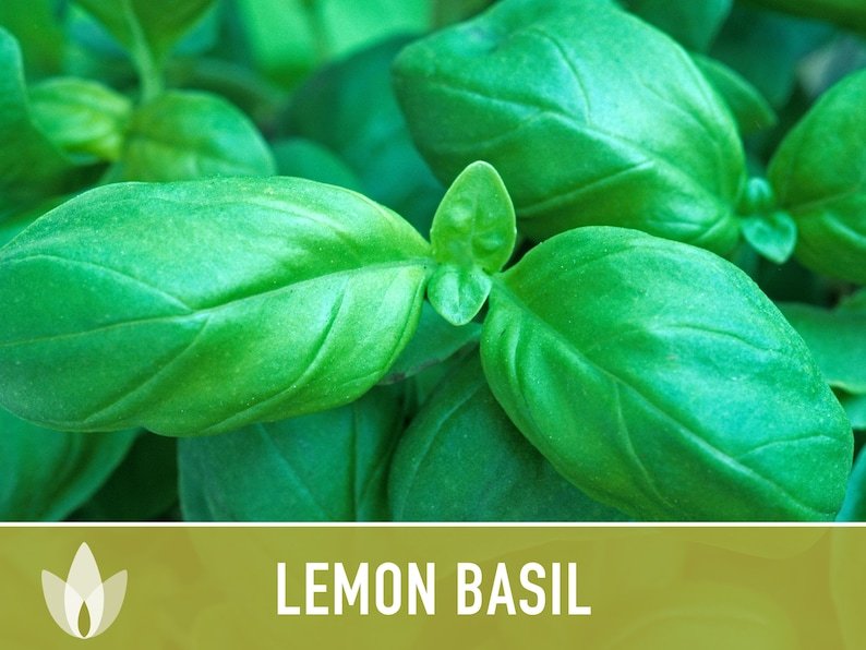 Lemon Basil Herb Heirloom Seeds