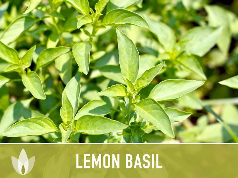 Lemon Basil Herb Heirloom Seeds