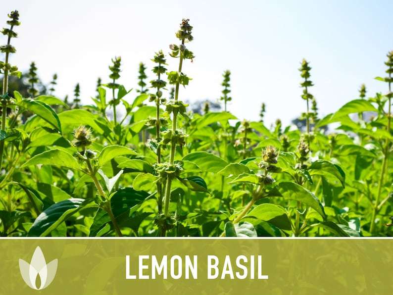 Lemon Basil Herb Heirloom Seeds