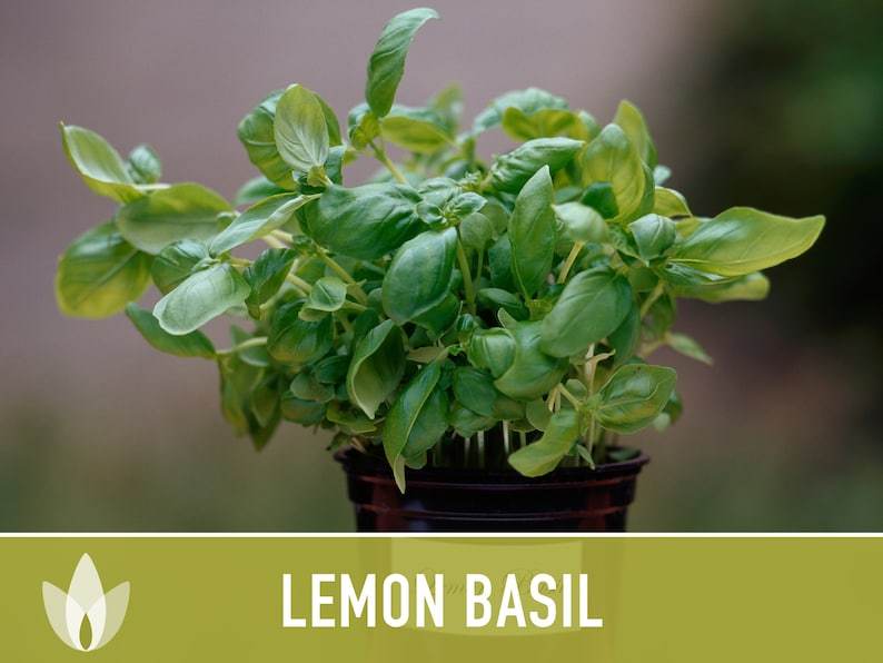 Lemon Basil Herb Heirloom Seeds