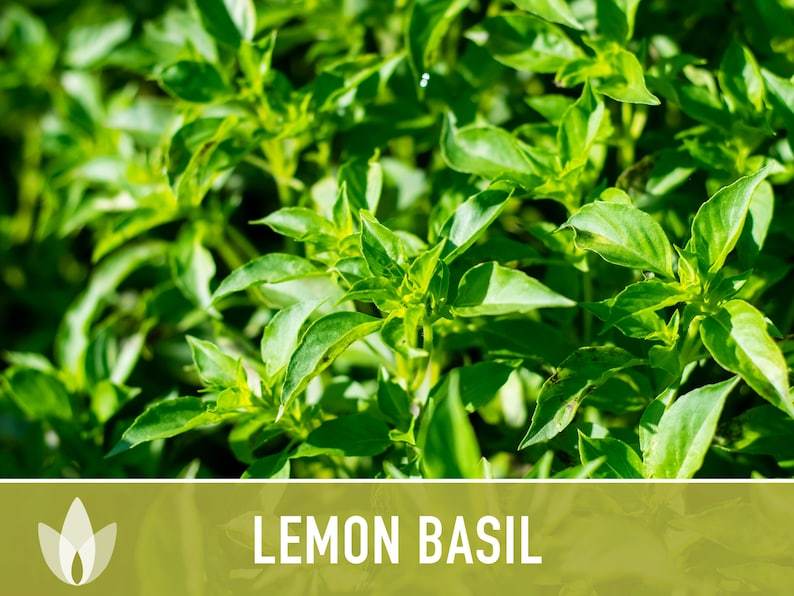 Lemon Basil Herb Heirloom Seeds