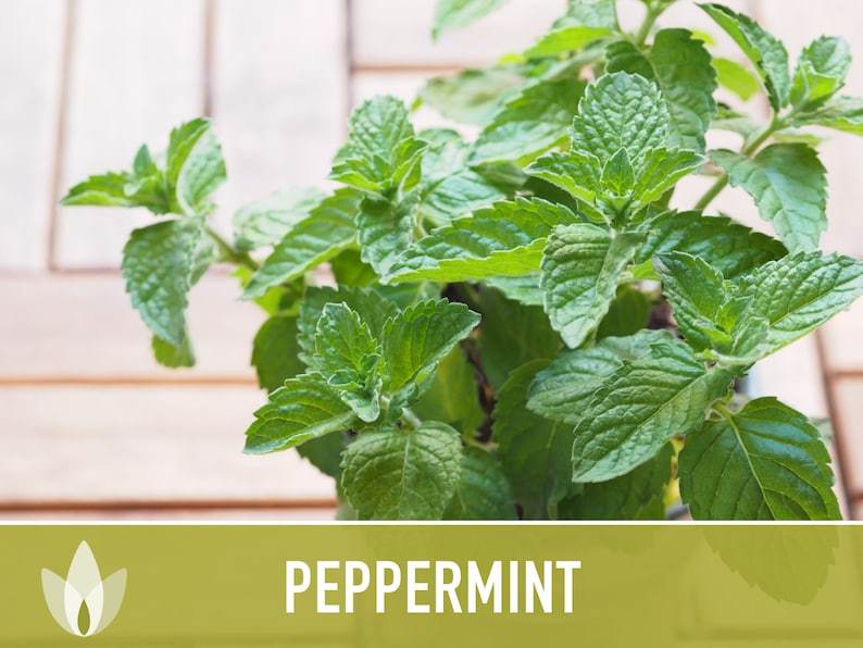 Peppermint Seeds - Heirloom Seeds, Medicinal Herb Seeds, Culinary Herb Seeds, Open Pollinated, Non-GMO