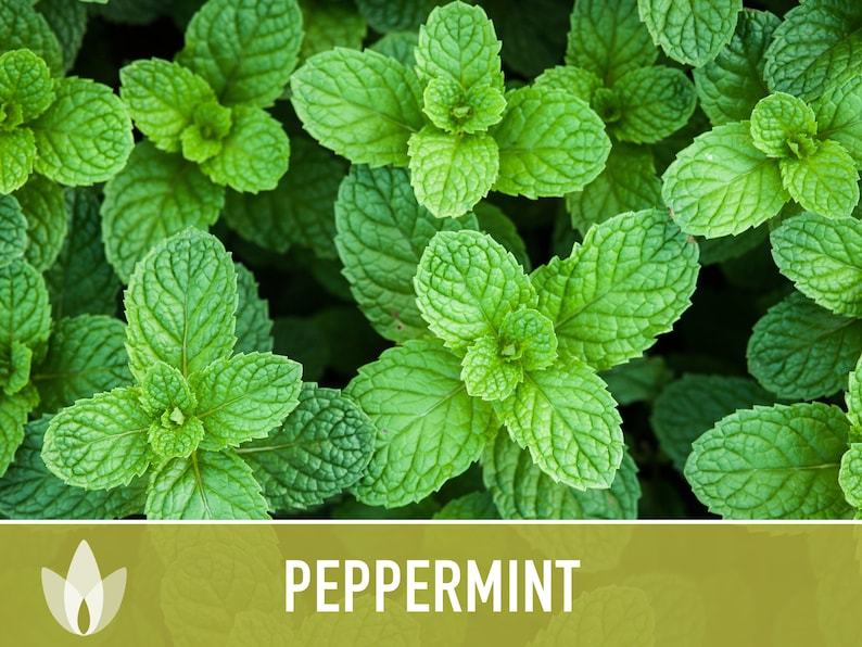 Peppermint Seeds - Heirloom Seeds, Medicinal Herb Seeds, Culinary Herb Seeds, Open Pollinated, Non-GMO