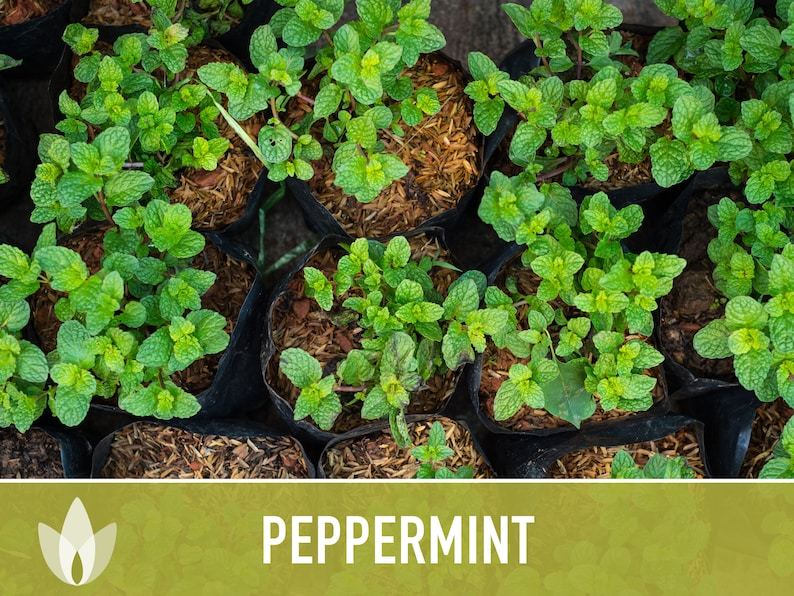 Peppermint Seeds - Heirloom Seeds, Medicinal Herb Seeds, Culinary Herb Seeds, Open Pollinated, Non-GMO