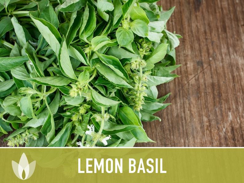 Lemon Basil Herb Heirloom Seeds