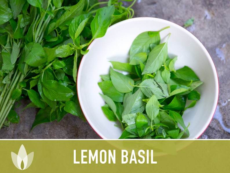 Lemon Basil Herb Heirloom Seeds