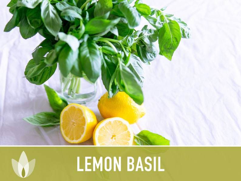 Lemon Basil Herb Heirloom Seeds