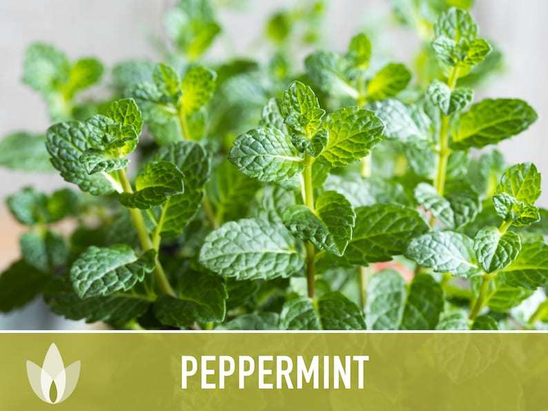 Peppermint Seeds - Heirloom Seeds, Medicinal Herb Seeds, Culinary Herb Seeds, Open Pollinated, Non-GMO