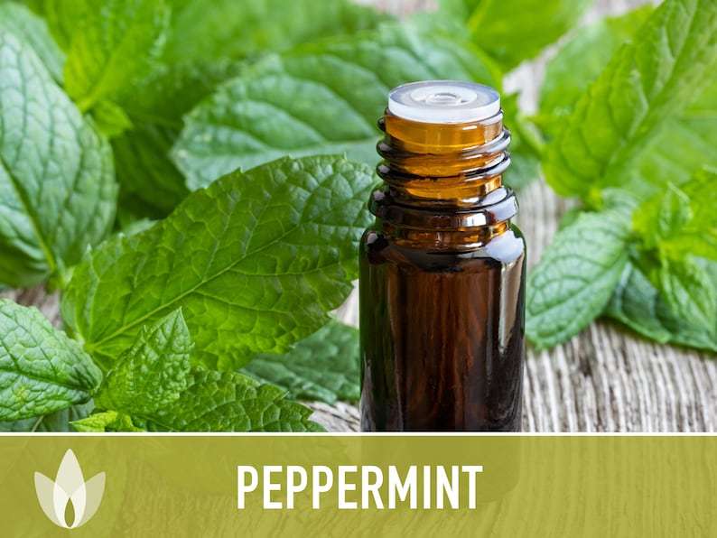 Peppermint Seeds - Heirloom Seeds, Medicinal Herb Seeds, Culinary Herb Seeds, Open Pollinated, Non-GMO