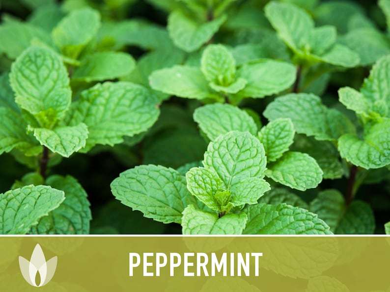 Peppermint Seeds - Heirloom Seeds, Medicinal Herb Seeds, Culinary Herb Seeds, Open Pollinated, Non-GMO