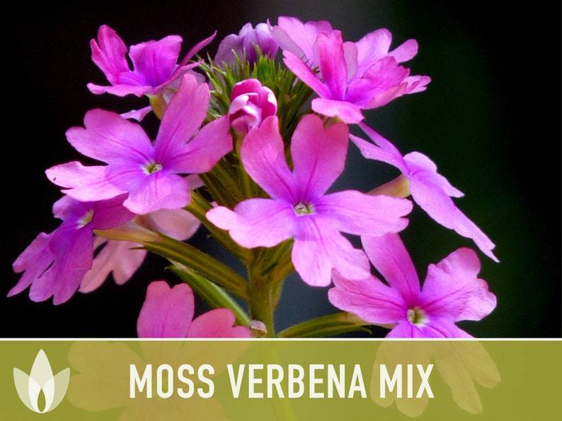 Verbena Seeds for Planting - Non-GMO Heirloom Seeds - Creeping Perennial Wildflower and Ground Cover