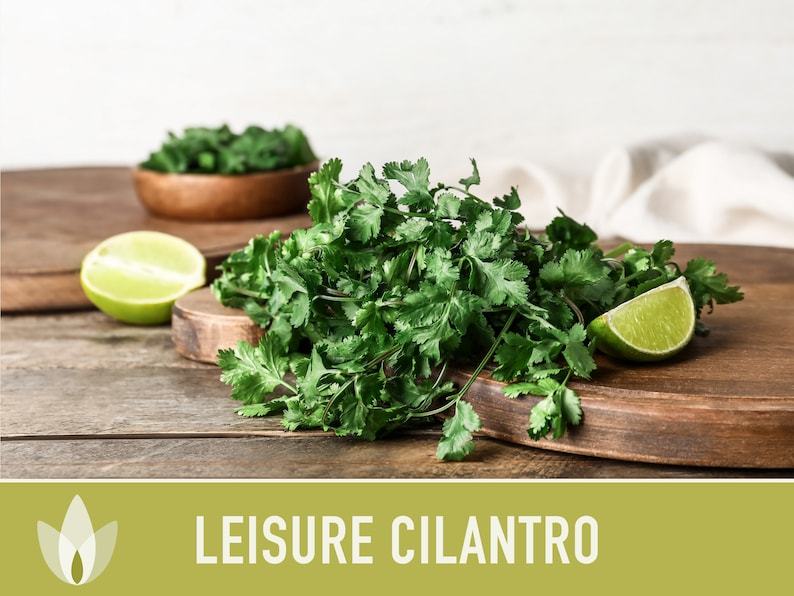 Leisure Cilantro Seeds - Coriander Seeds, Heirloom Seeds, Slow-Bolting, Culinary Herb Seeds, Medicinal Herb, Open Pollinated, Non-GMO