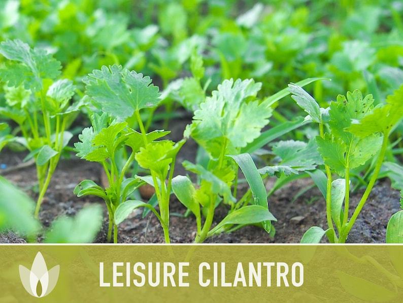 Leisure Cilantro Seeds - Coriander Seeds, Heirloom Seeds, Slow-Bolting, Culinary Herb Seeds, Medicinal Herb, Open Pollinated, Non-GMO