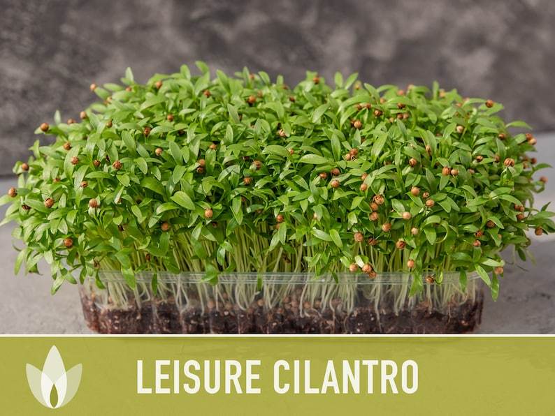 Leisure Cilantro Seeds - Coriander Seeds, Heirloom Seeds, Slow-Bolting, Culinary Herb Seeds, Medicinal Herb, Open Pollinated, Non-GMO