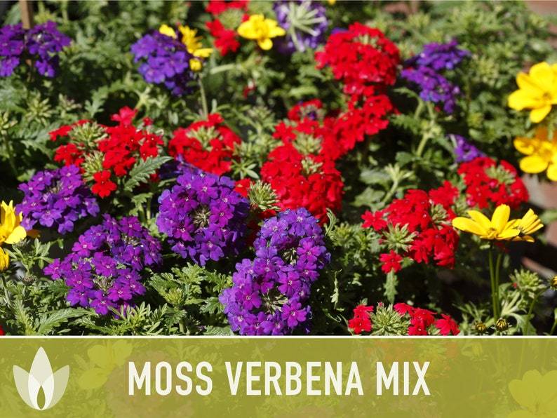 Verbena Seeds for Planting - Non-GMO Heirloom Seeds - Creeping Perennial Wildflower and Ground Cover