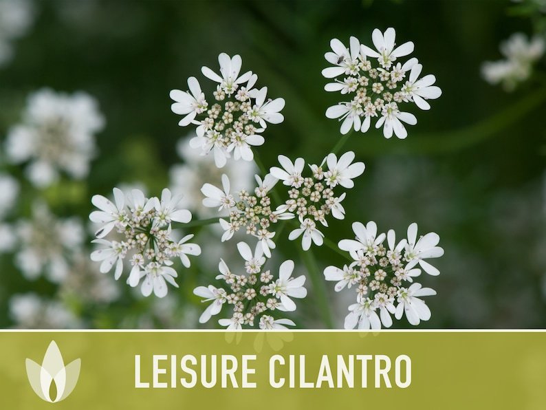 Leisure Cilantro Seeds - Coriander Seeds, Heirloom Seeds, Slow-Bolting, Culinary Herb Seeds, Medicinal Herb, Open Pollinated, Non-GMO