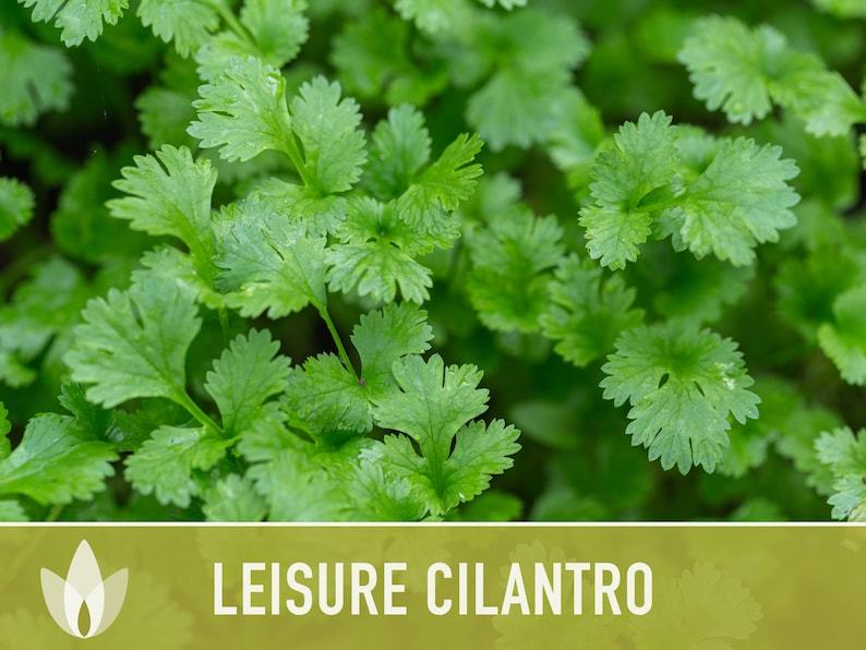 Leisure Cilantro Seeds - Coriander Seeds, Heirloom Seeds, Slow-Bolting, Culinary Herb Seeds, Medicinal Herb, Open Pollinated, Non-GMO