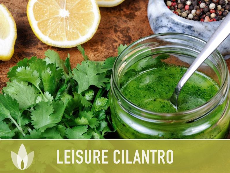 Leisure Cilantro Seeds - Coriander Seeds, Heirloom Seeds, Slow-Bolting, Culinary Herb Seeds, Medicinal Herb, Open Pollinated, Non-GMO