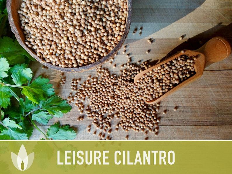 Leisure Cilantro Seeds - Coriander Seeds, Heirloom Seeds, Slow-Bolting, Culinary Herb Seeds, Medicinal Herb, Open Pollinated, Non-GMO