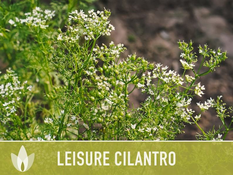 Leisure Cilantro Seeds - Coriander Seeds, Heirloom Seeds, Slow-Bolting, Culinary Herb Seeds, Medicinal Herb, Open Pollinated, Non-GMO