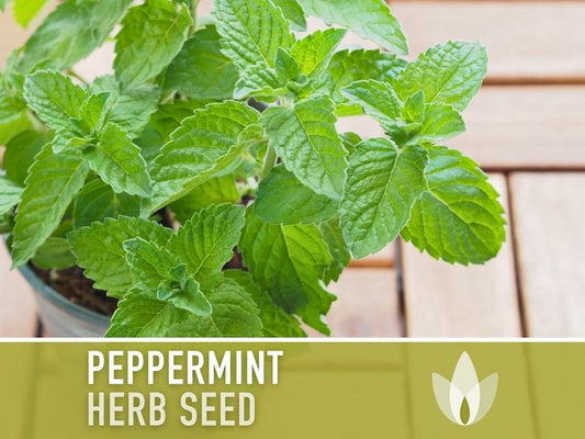 Peppermint Seeds - Heirloom Seeds, Medicinal Herb Seeds, Culinary Herb Seeds, Open Pollinated, Non-GMO